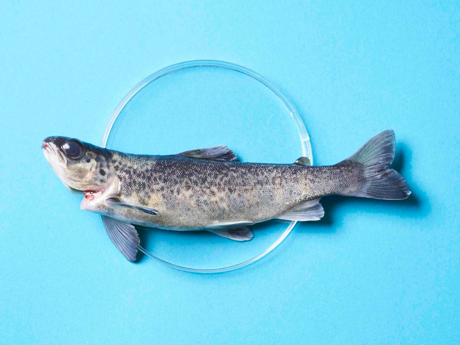 An Atlantic salmon in Petri dish